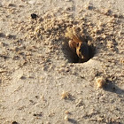 Atlantic ghost crab