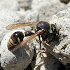 Cross Potter Wasp