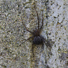 Unknown Spider