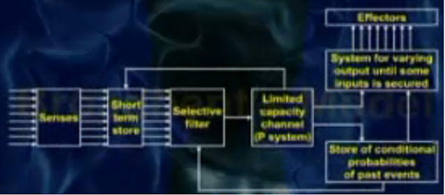 Software Quality From Cognitive Psychology Perspec