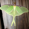 Luna Moth