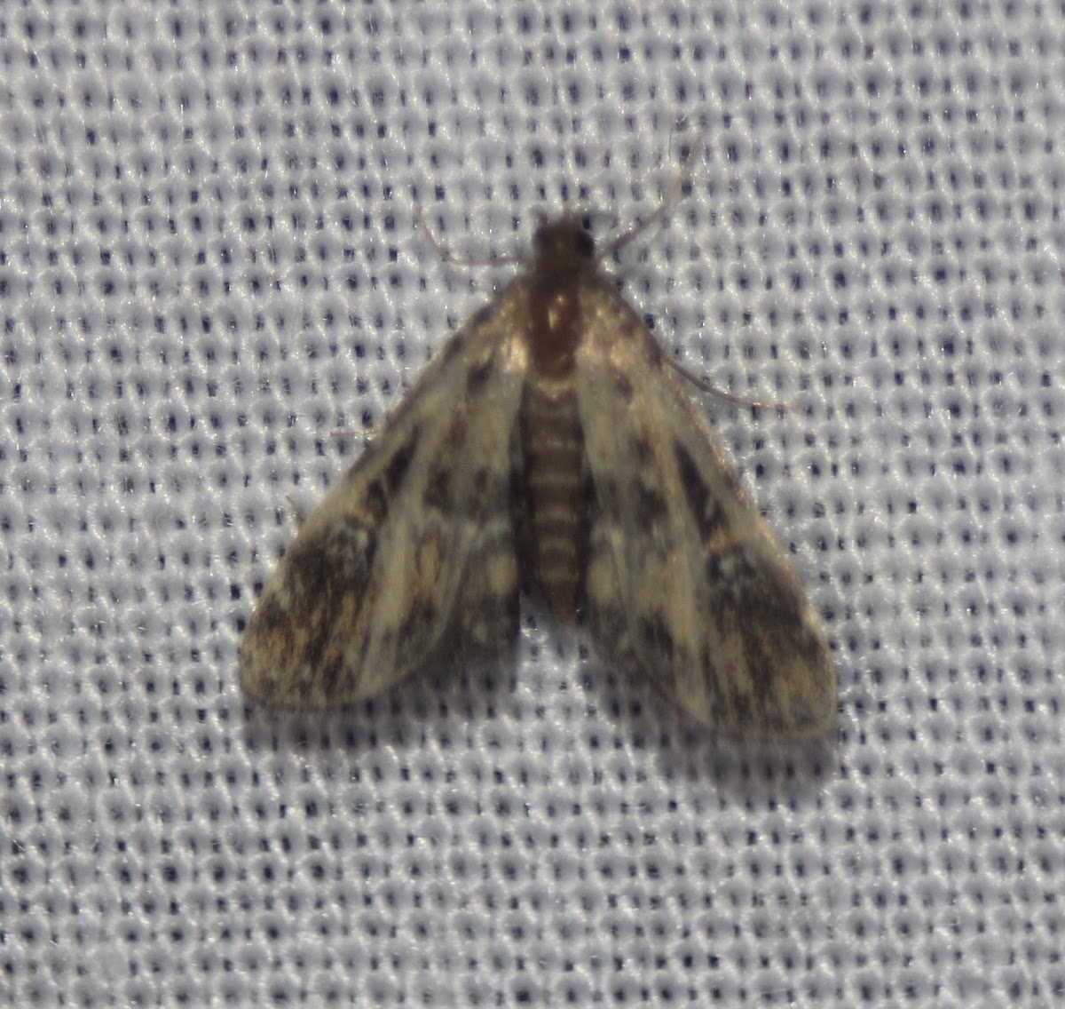 Crambid Snout Moth