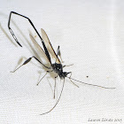 Pelecinid Wasp: A Living Fossil