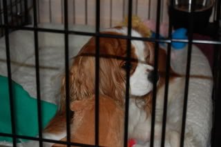 Syringomyelia Awareness: Charlie the Rescue Boy You are Not Alone