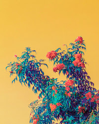 Overgrowth