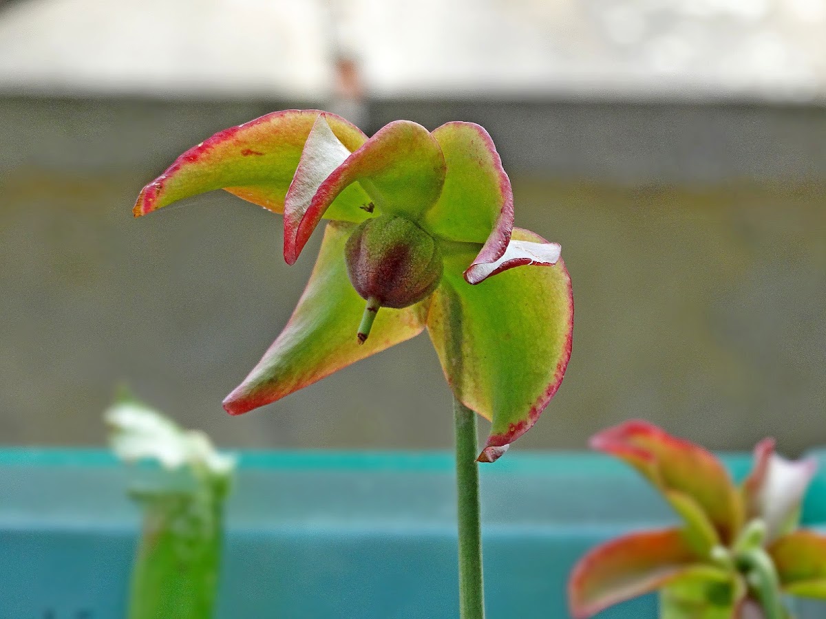 Trumpet Pitcher