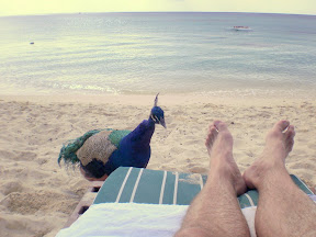 Peacock at Playa Palancar