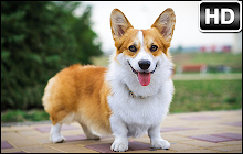 Welsh Corgi Wallpaper HD Custom Dog NewTab small promo image