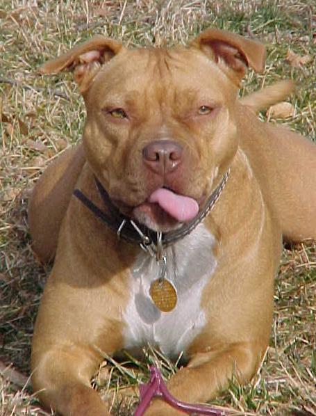 Madison Park Blogger Pit Bull Attack Gets A Reaction