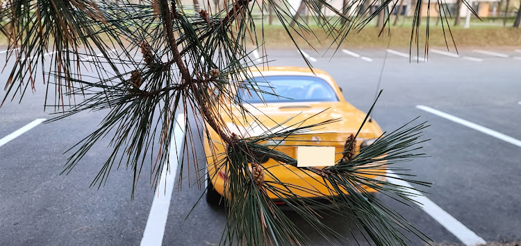 ロードスターのNC2ロードスター(≧▽≦)／・サンフラワーイエローです。(*´▽｀*)・(　-∀・)📷️✨　✨🚘️✨・カタクリ園っす。(≧∇≦)bに関するカスタム事例の投稿画像8枚目