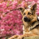 Download German Shepherd Dog Fans Wallpapers Themes For PC Windows and Mac 1.0