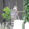 Cooper's Hawk