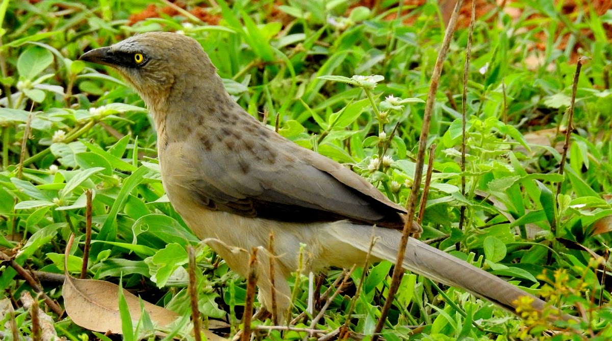 Large grey babbler