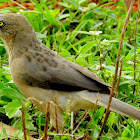 Large grey babbler