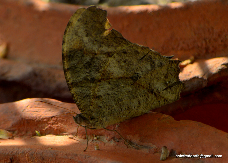 Common Evening Brown