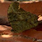 Common Evening Brown