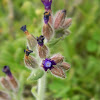 Hybrid Bugloss  (Άγχουσα η υβριδική)