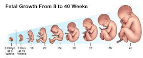 em 0128 Sistem Reproduksi (2) : Reproduksi pada Manusia