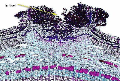 Jaringan pada tumbuhan / Jaringan meristem Sambucus-lenticel