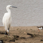 Little Egret