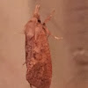 Eastern Grass-tubeworm Moth