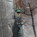 Variable Darner Dragonfly