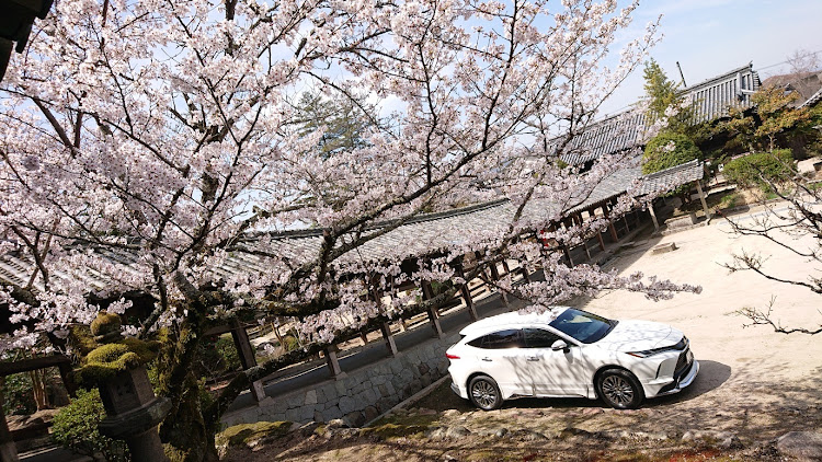 ハリアーの桜と愛車・桜とコラボ・桜・新形ハリアー・ハリアーに関するカスタム事例の投稿画像4枚目