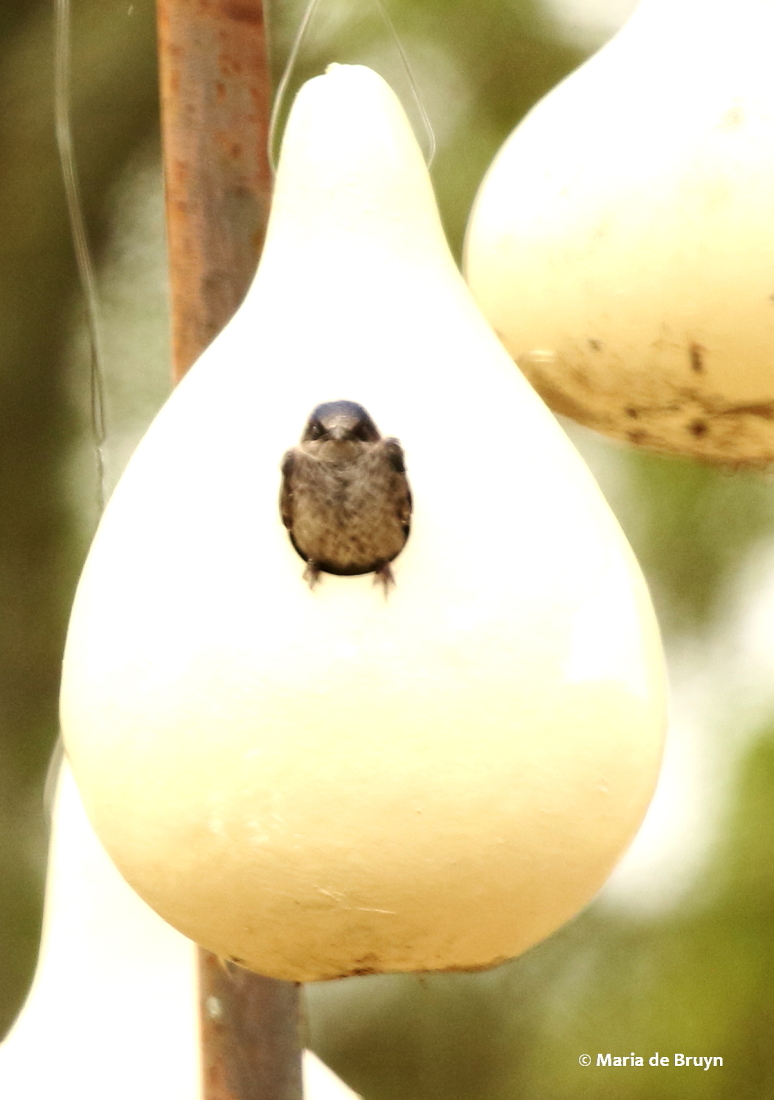 Purple martin