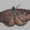 moth