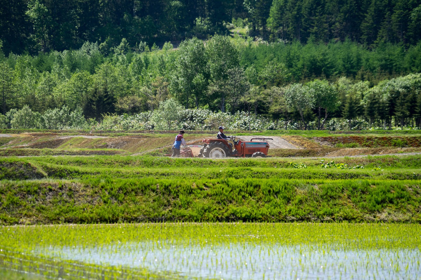 北竜町美葉牛地区にて