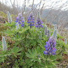 Lupine