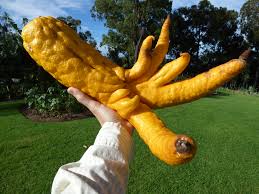 Image result for buddhas hand