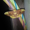 Imperial moth