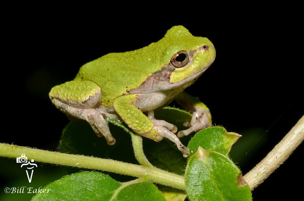 Gray Tree Frog