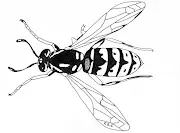 C2C Pest Control & Environmental Services Ltd Logo