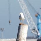 Yellow-legged Gull; Gaviota Patiamarilla