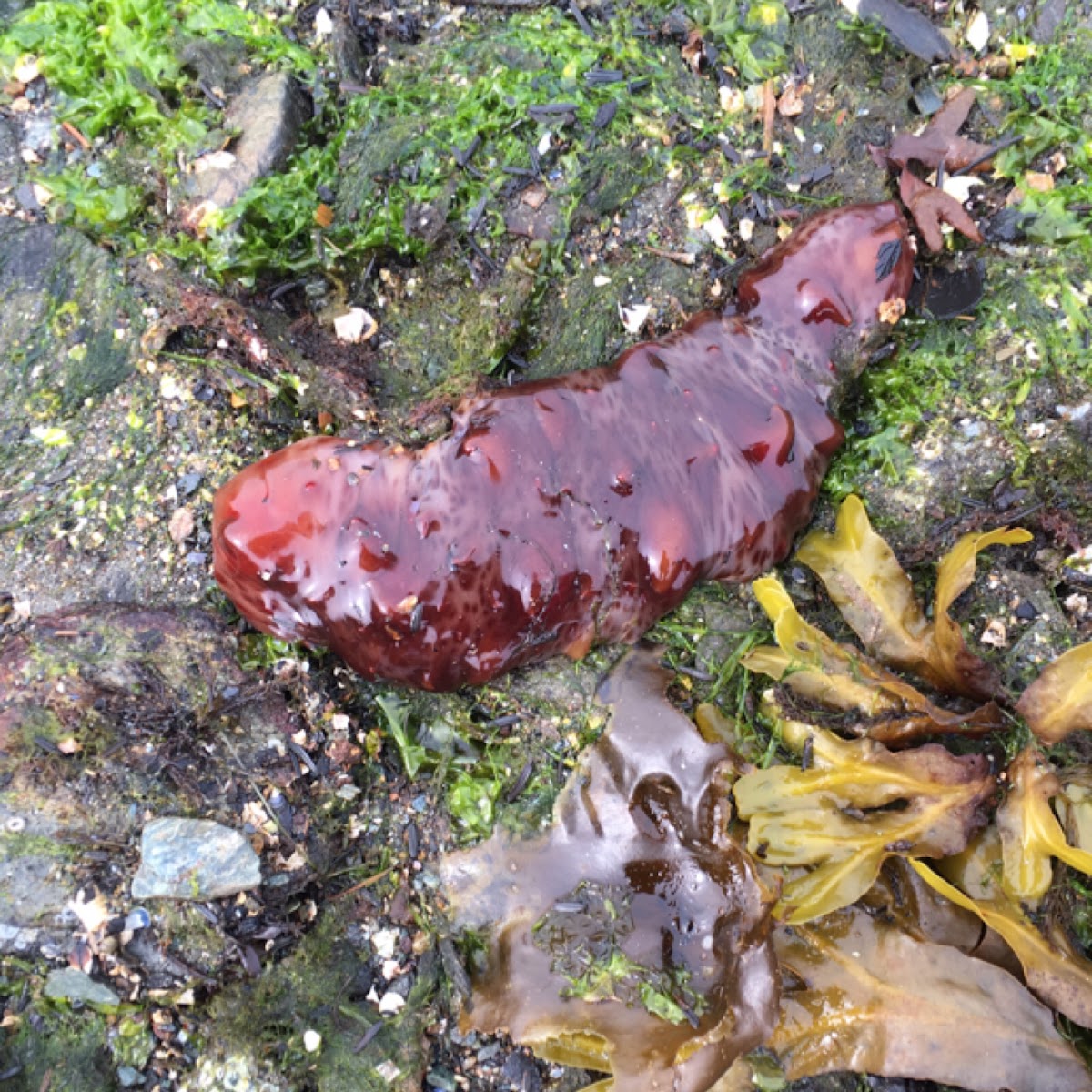 Giant California sea cucumber