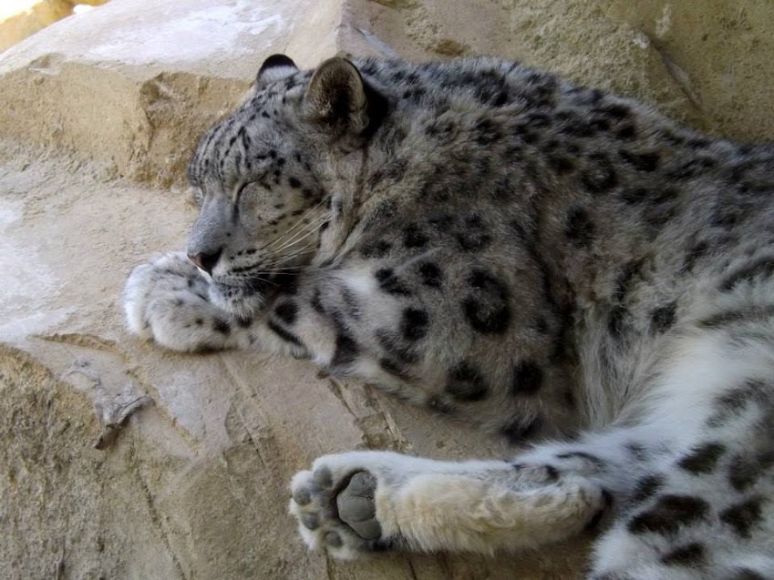 Panthère des neiges, Zoo de la Boissière du Doré - Tous droits réservés