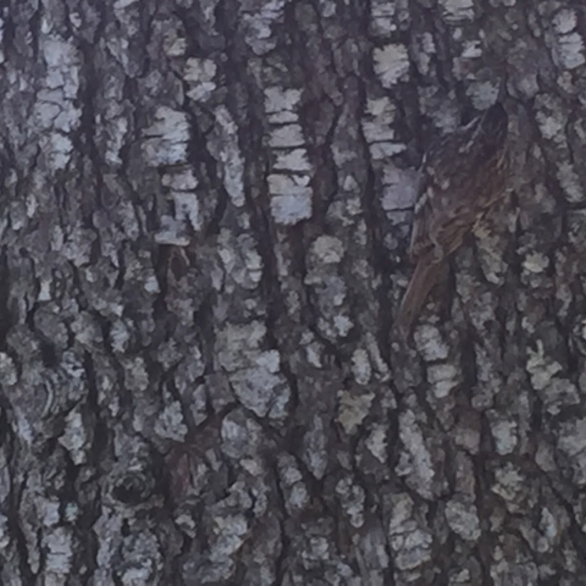 Brown Creeper