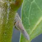 Flatid Planthopper