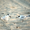 Sandwich Terns