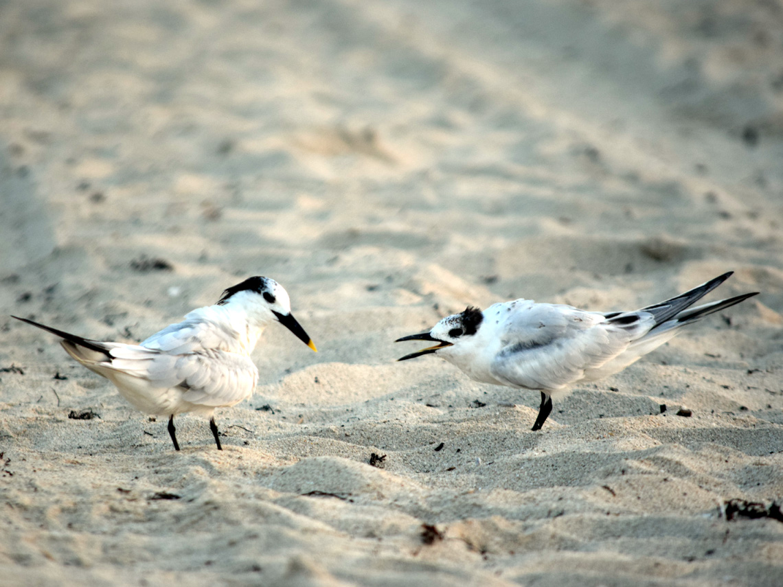 Sandwich Terns