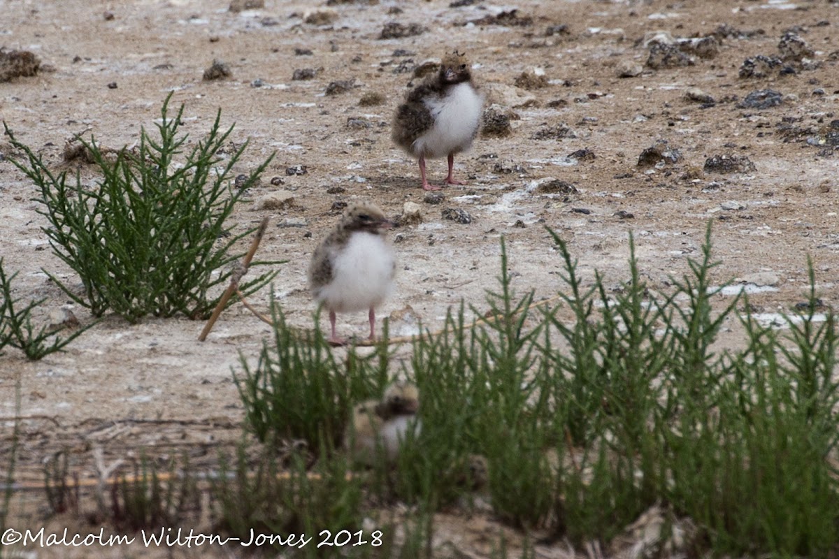 Black-headed Gull; Gaviota Reidora