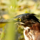 Green Heron