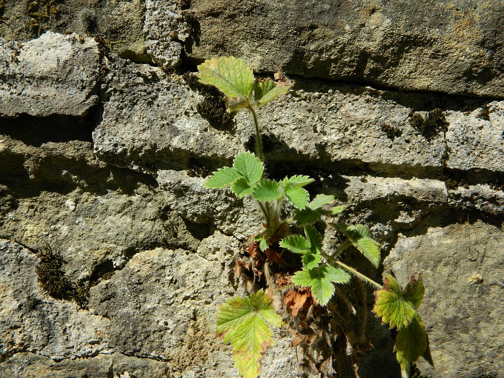 Green strawberry