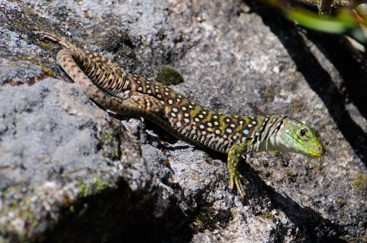 Ocellated Lizard; Lagarto Ocelado