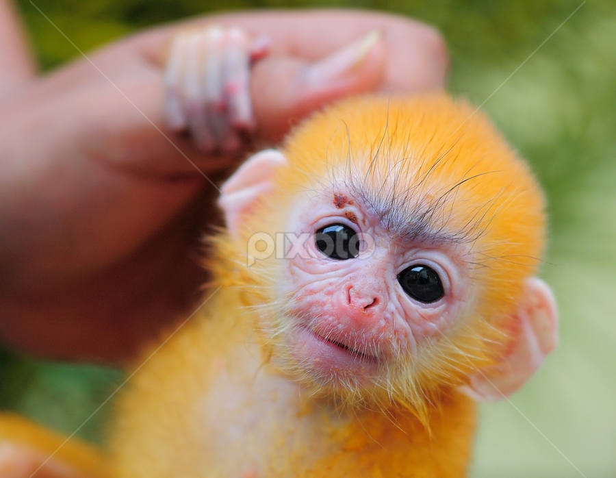 cute baby monkeys pictures