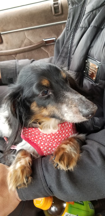 グロリアのマリノア・ドライブ・愛犬・Siriに関するカスタム事例の投稿画像9枚目