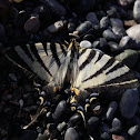 Scarce swallowtail