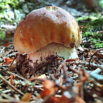 Boletus di Valerio Mori